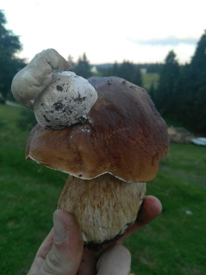 Cottage Bosaca Žabljak Eksteriør billede